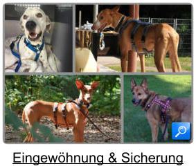 Eingewöhnung & Sicherung