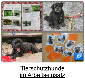 Tierschutzhunde  im Arbeitseinsatz