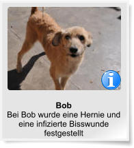 Bob Bei Bob wurde eine Hernie und eine infizierte Bisswunde festgestellt