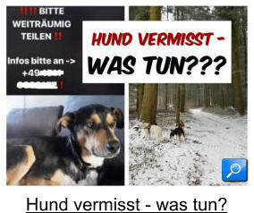 Hund vermisst - was tun?